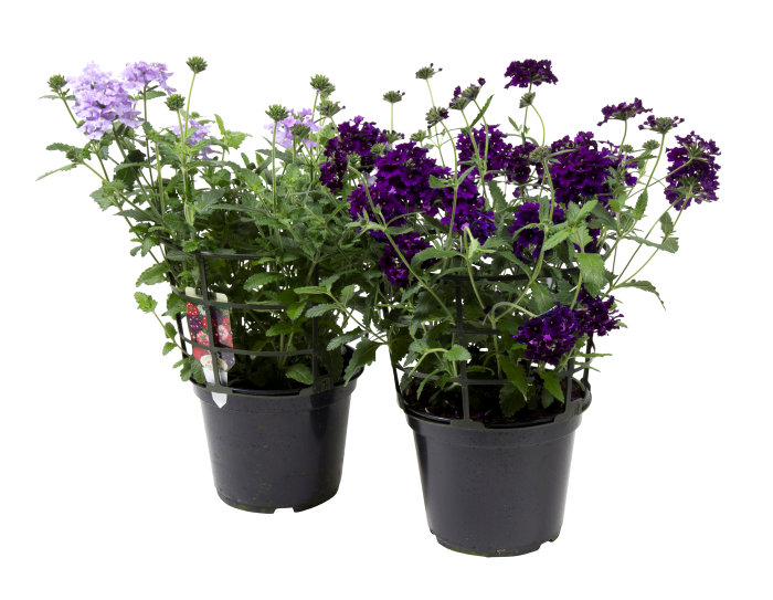 Sommerblomster mix 21 cm potte